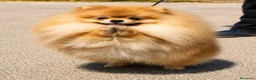 Volpino Pomerania cani in vendita: Due cuccioli maschi di Pomeranian con pedigree  a Città metropolitana di Catania - Annuncio 5