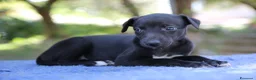 Whippet cani in vendita: Cuccioli di whippet  - Annuncio 3