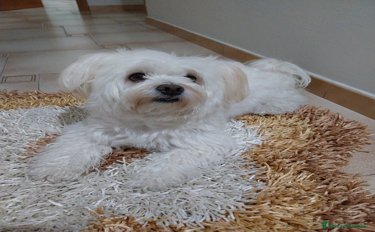 Maltese cani - Annuncio 1