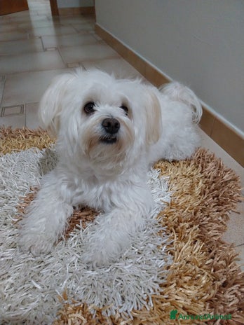 Maltese cani - Annuncio 1