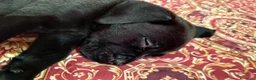 Cane Corso cani in vendita: Ultimo cucciolo  - Annuncio 2