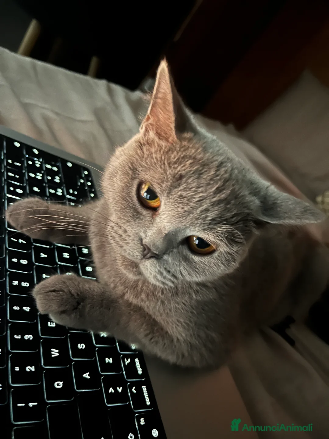 British gatti per accoppiamento: Isa cerca fidanzato British per accoppiamento - Annuncio 2