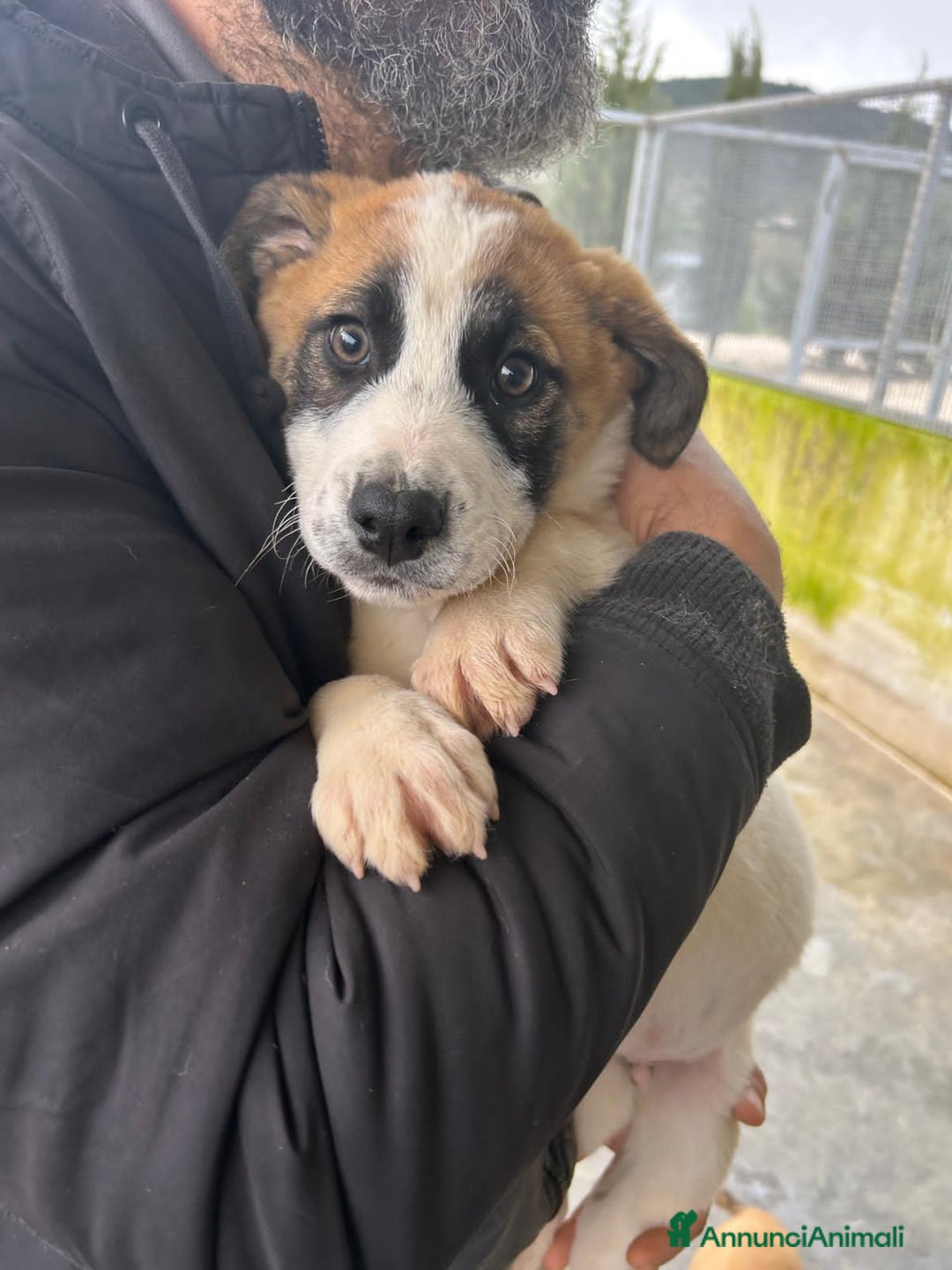 Altre razze cani in regalo: JESSICA TINO LYBRA - Annuncio 2