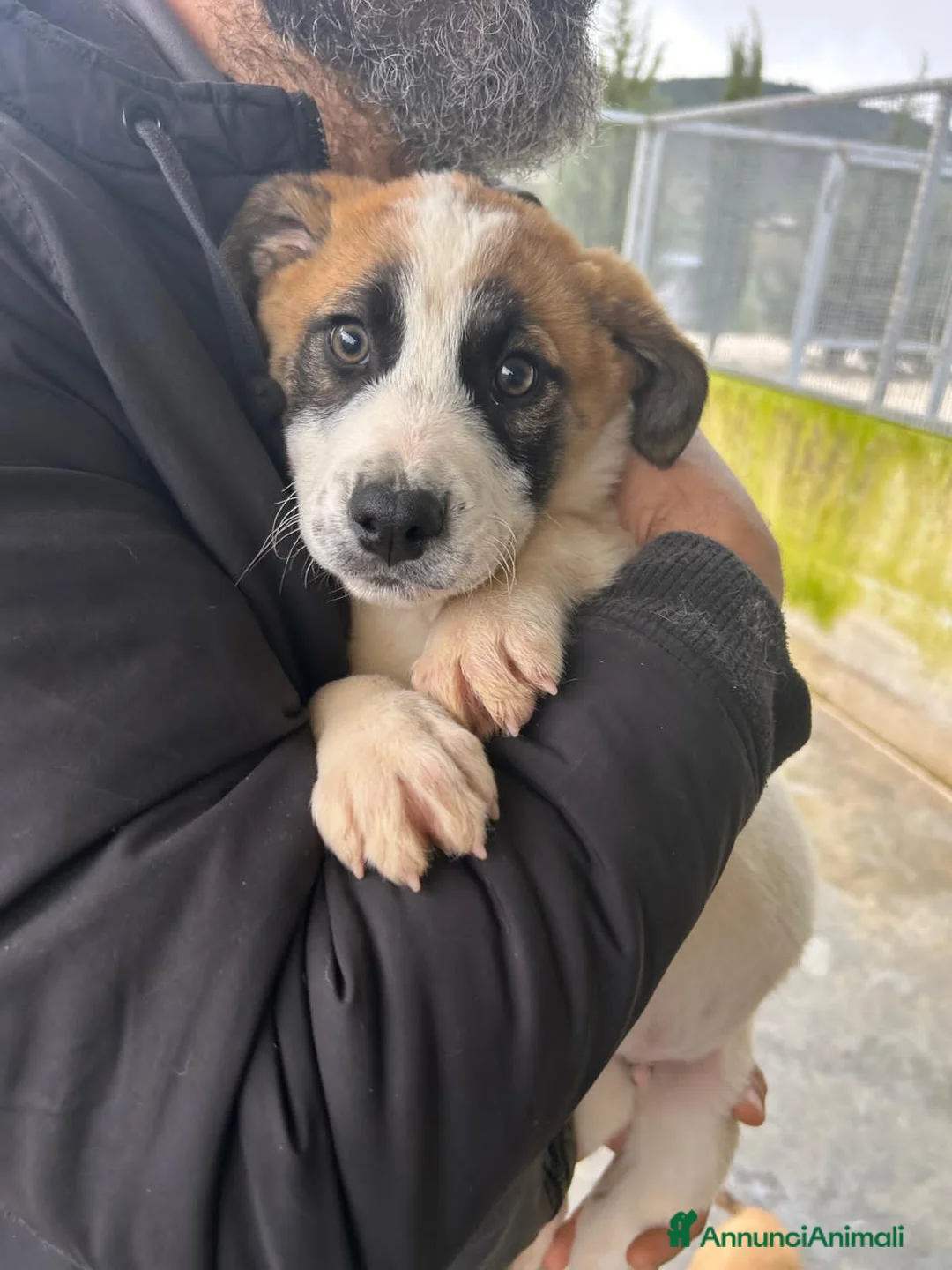 Altre razze cani in regalo: JESSICA TINO LYBRA - Annuncio 2