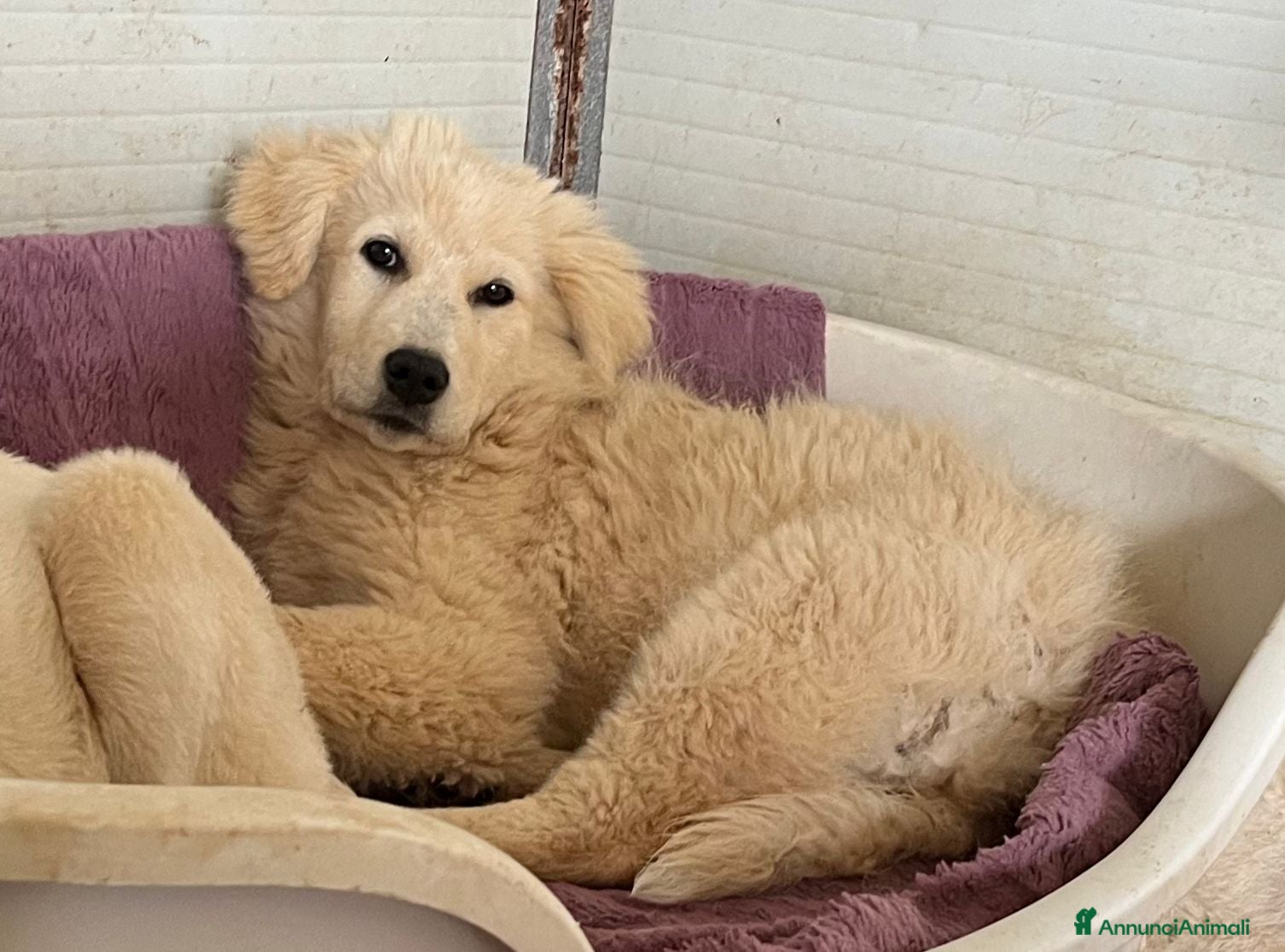 Meticcio cani Cucciola in canile - Annuncio 1