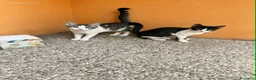 Europeo gatti in regalo: Gattine di tre mesi - Annuncio 1