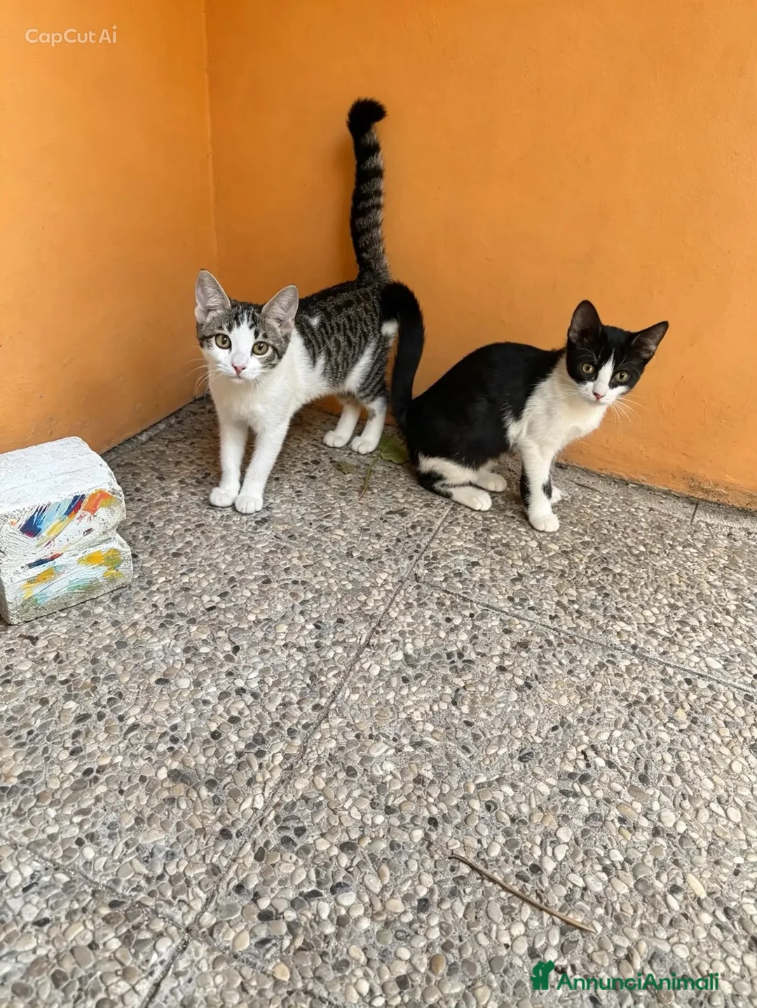 Europeo gatti in regalo: Gattine di tre mesi - Annuncio 1