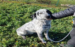 Meticcio cani in regalo: Furia, un allegro cucciolone  a Città Metropolitana di Bari - Immagine 3