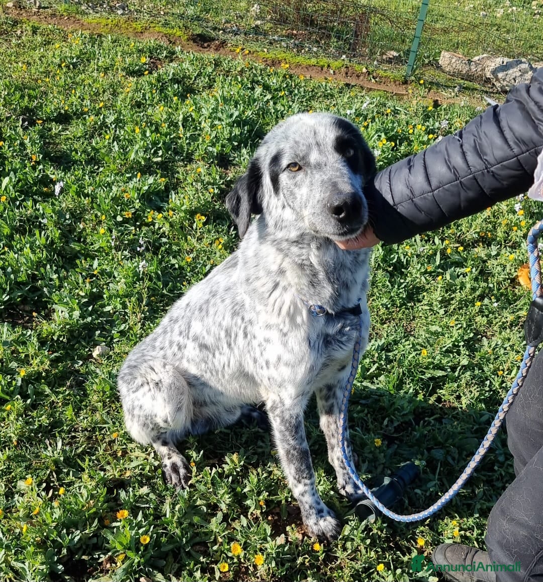 Meticcio cani in regalo: Furia, un allegro cucciolone  a Città Metropolitana di Bari - Immagine 3