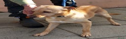 Meticcio cani in regalo: 4anni kg8/9PORTATO IN CANILE DAI PADRONI! NAPOLI a Città metropolitana di Milano - Annuncio 3