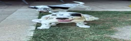 Setter Inglese cani in vendita: Cuccioli Setter Inglesa a Provincia di Vicenza - Annuncio 2