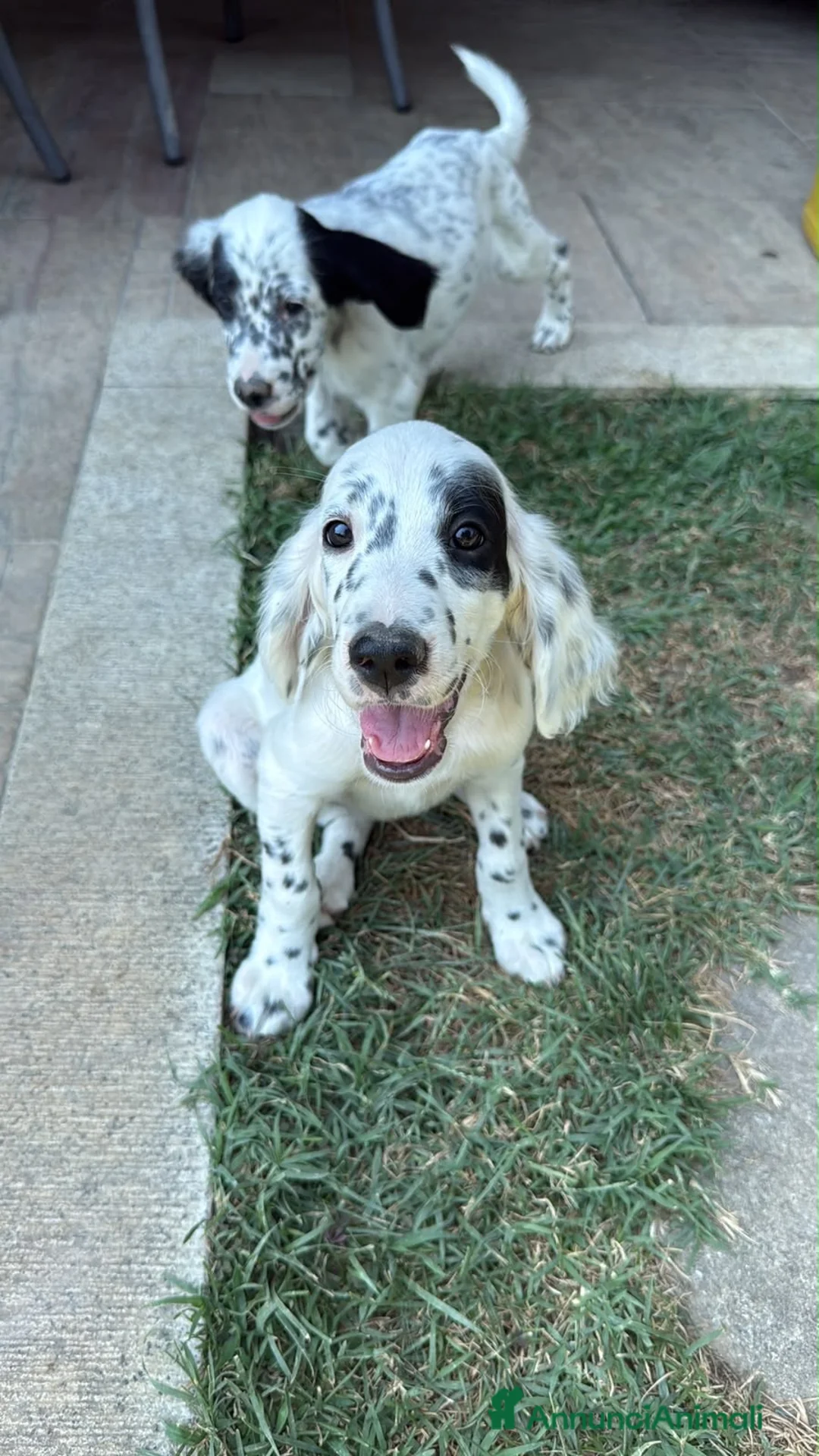 Setter Inglese cani in vendita: Cuccioli Setter Inglesa a Provincia di Vicenza - Annuncio 2