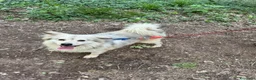 Meticcio cani in regalo: yorgo, un tenero pelosetto - Annuncio 3