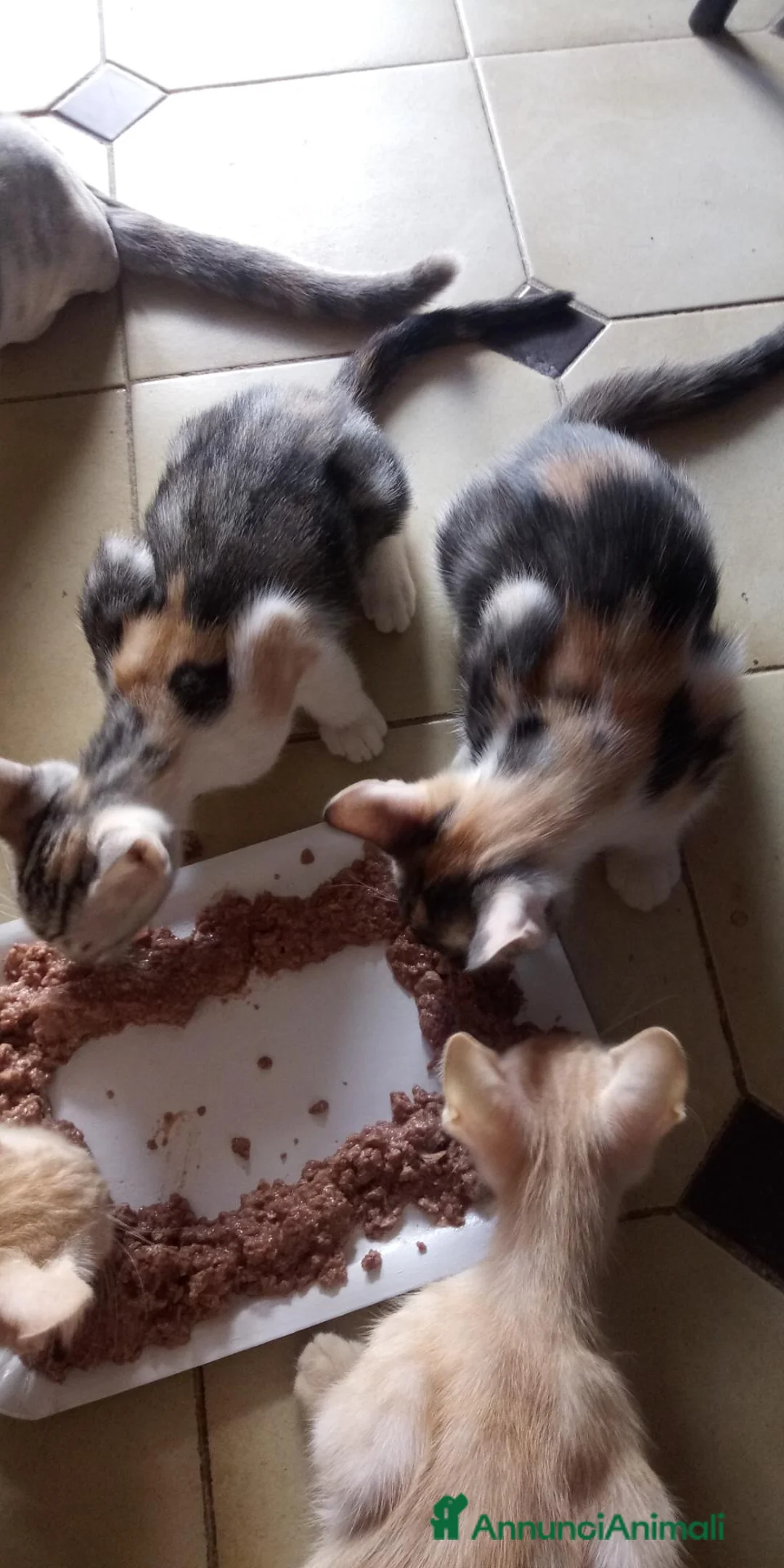 Europeo gatti in regalo: Gattini da adottare - Annuncio 7