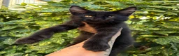 Maine Coon gatti in vendita: Cucciolo Maine coon maschio  - Annuncio 13