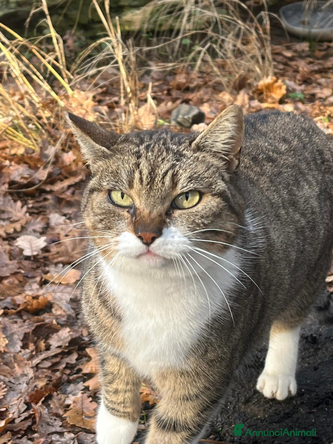 Europeo gatti in regalo: Sorelline 2 anni - Annuncio 3