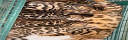 Bengala gatti in vendita: Bellissime cucciole Bengal  - Annuncio 2