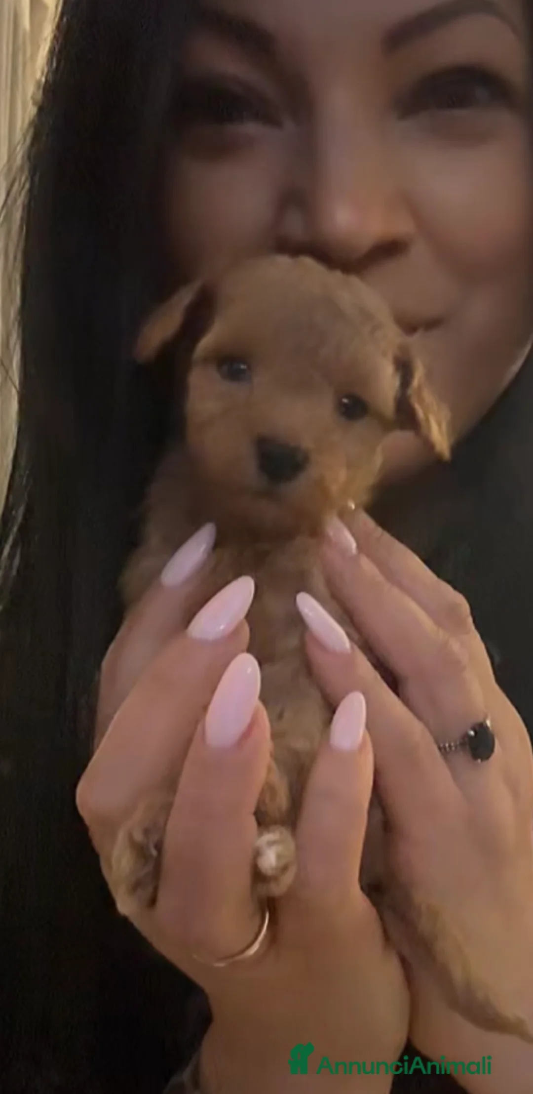 Barboncino cani in vendita: Barboncino nano❤️🐻 - Annuncio 1