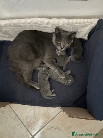 British gatti - Annuncio 5