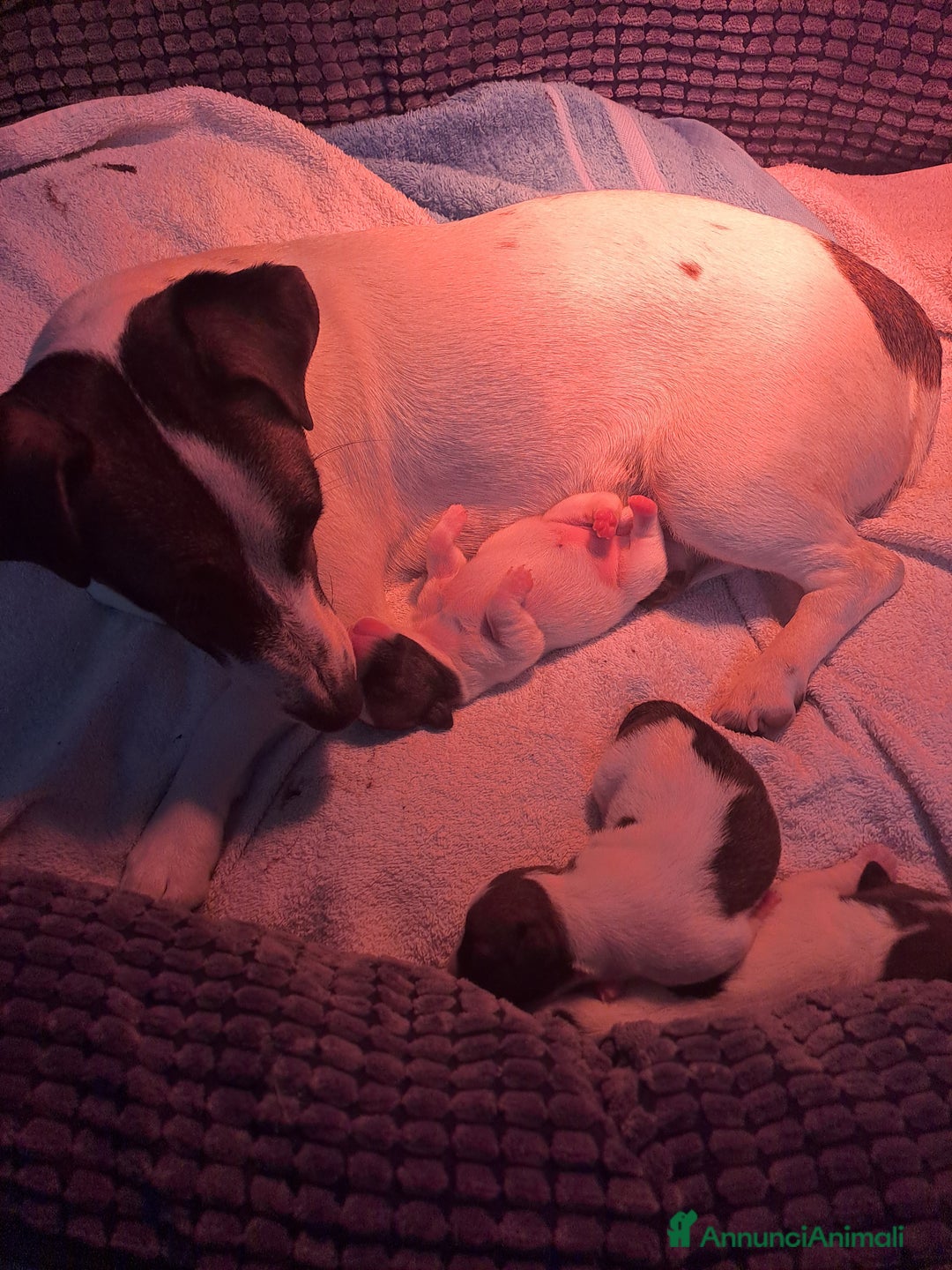 Jack Russell cani in vendita: Meravigliosi cuccioli di jack russell - Annuncio 4