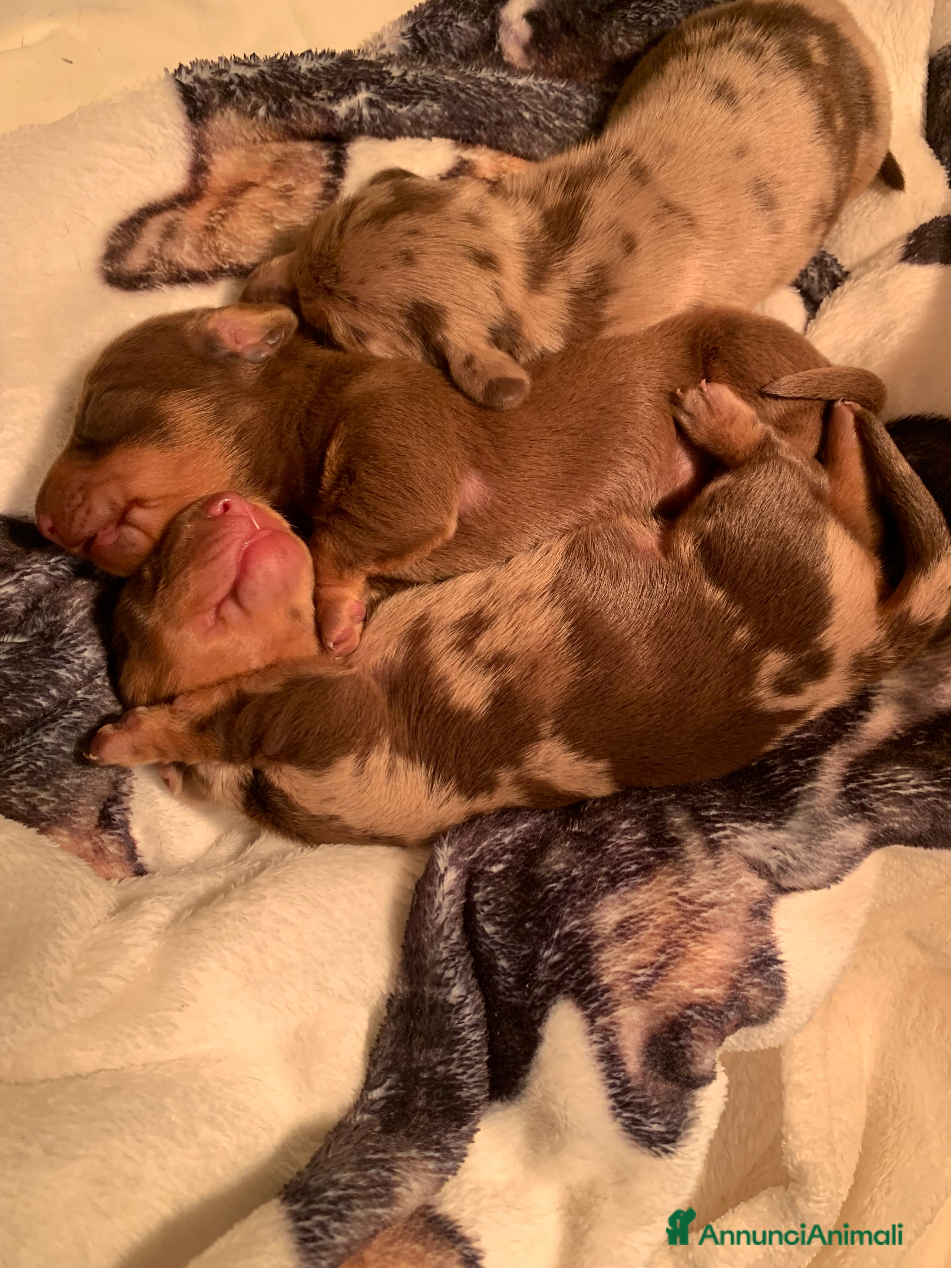 Bassotto cani CUCCIOLO BASSOTTO NANO PELO CORTO - Annuncio 2