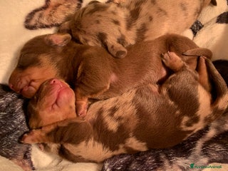 Bassotto cani CUCCIOLO BASSOTTO NANO PELO CORTO - Annuncio 1