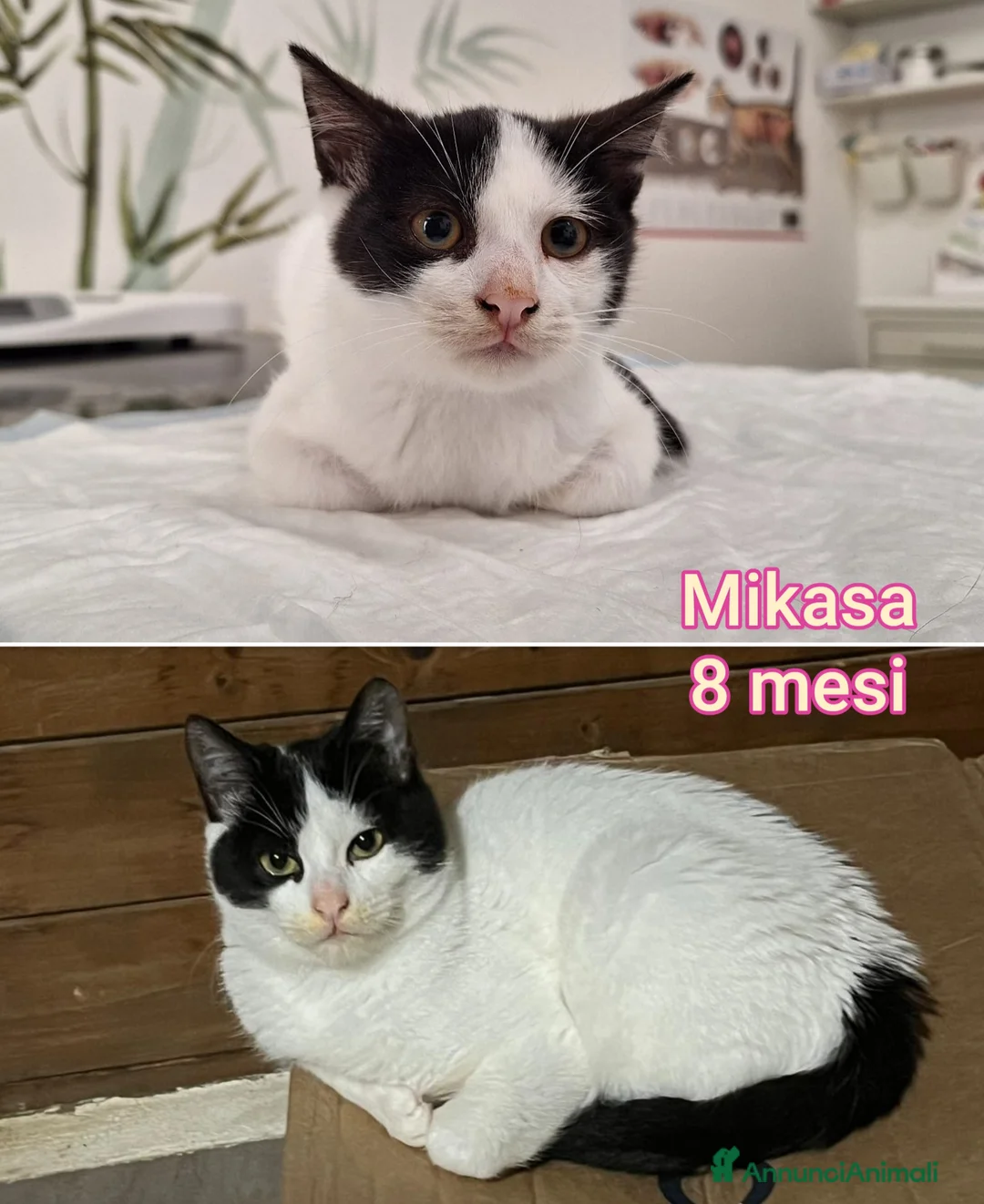 Altre razze gatti in regalo: ADOTTA UN GATTINO! a Provincia di Reggio Emilia - Annuncio 1