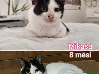 Altre razze gatti ADOTTA UN GATTINO! a Provincia di Reggio Emilia - Annuncio 5