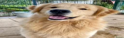 Golden Retriever cani in vendita: CUCCIOLA GOLDEN AMERICANO a Provincia di Brescia - Annuncio 12