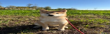 Shiba Inu Cucciolo 1