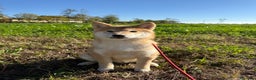 Shiba Inu cani in vendita: Cucciolo di Shiba Inu con pedigree Enci - Annuncio 2