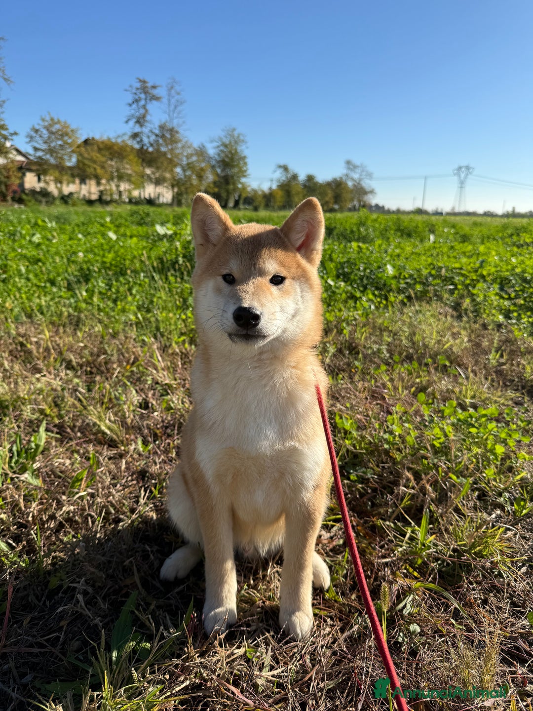 Shiba Inu cani in vendita: Cucciolo di Shiba Inu con pedigree Enci - Annuncio 2