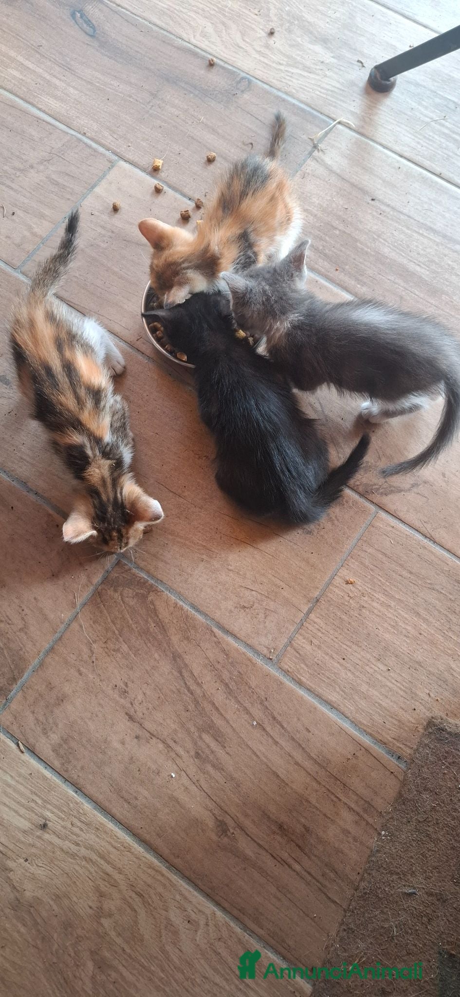 Meticcio gatti Gattini cedo solo a persone responsabili - Annuncio 2