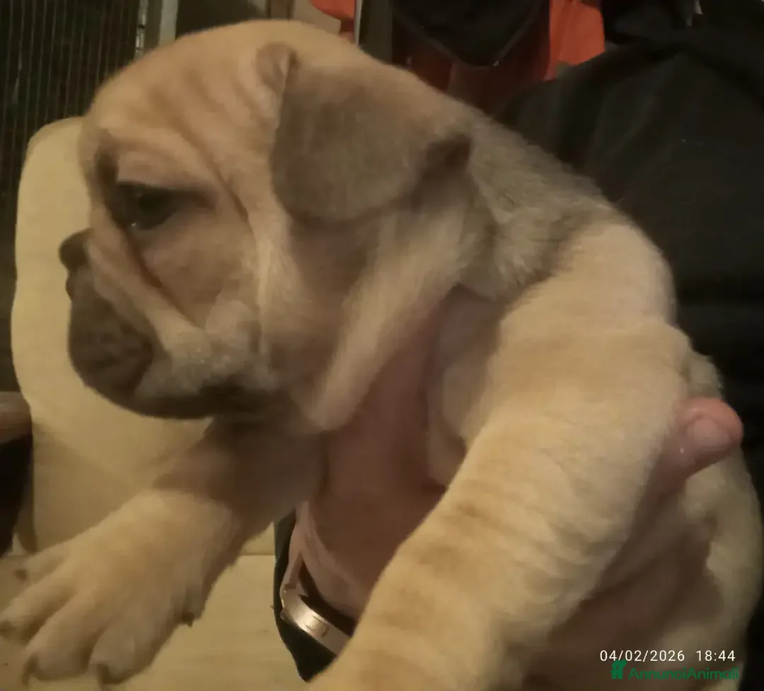 Bulldog Francese cani in vendita: Cuccioli bulletti  - Annuncio 3