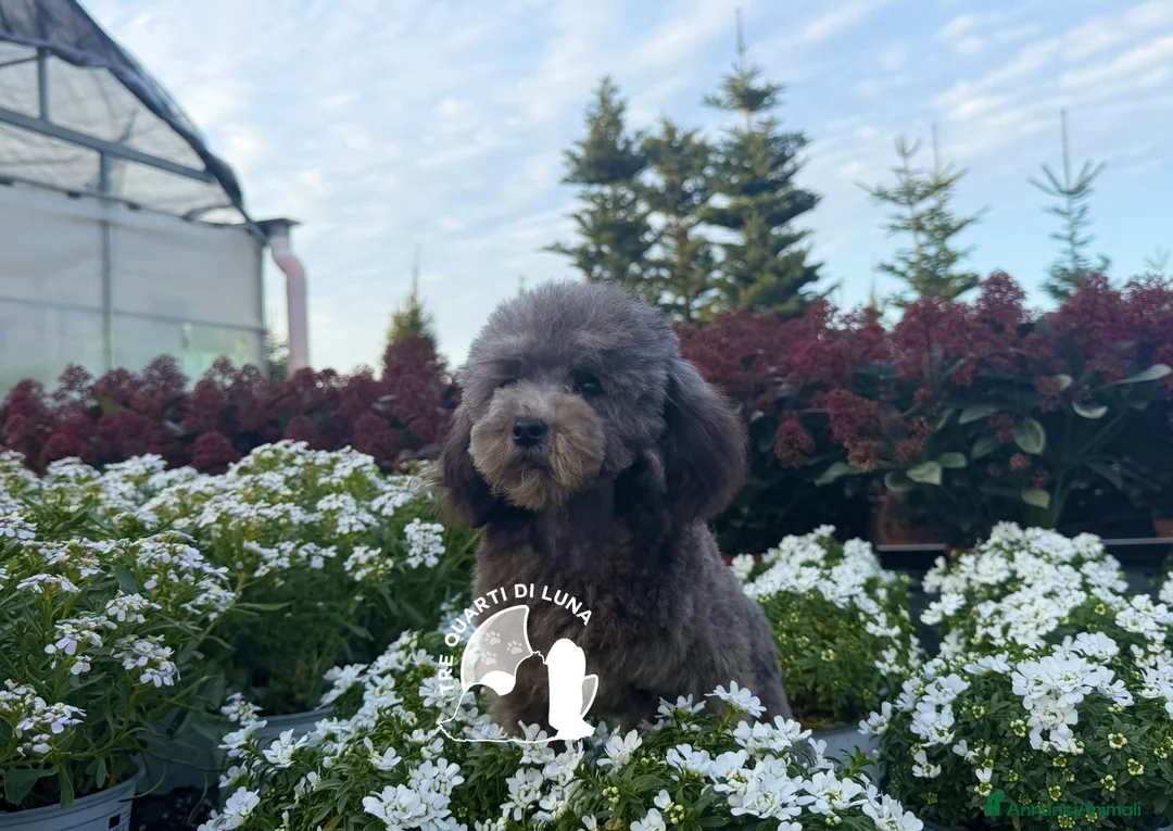Barboncino Toy cani in vendita: Cuccioli Barboncino Toy Genitori Testati e Campion - Annuncio 1