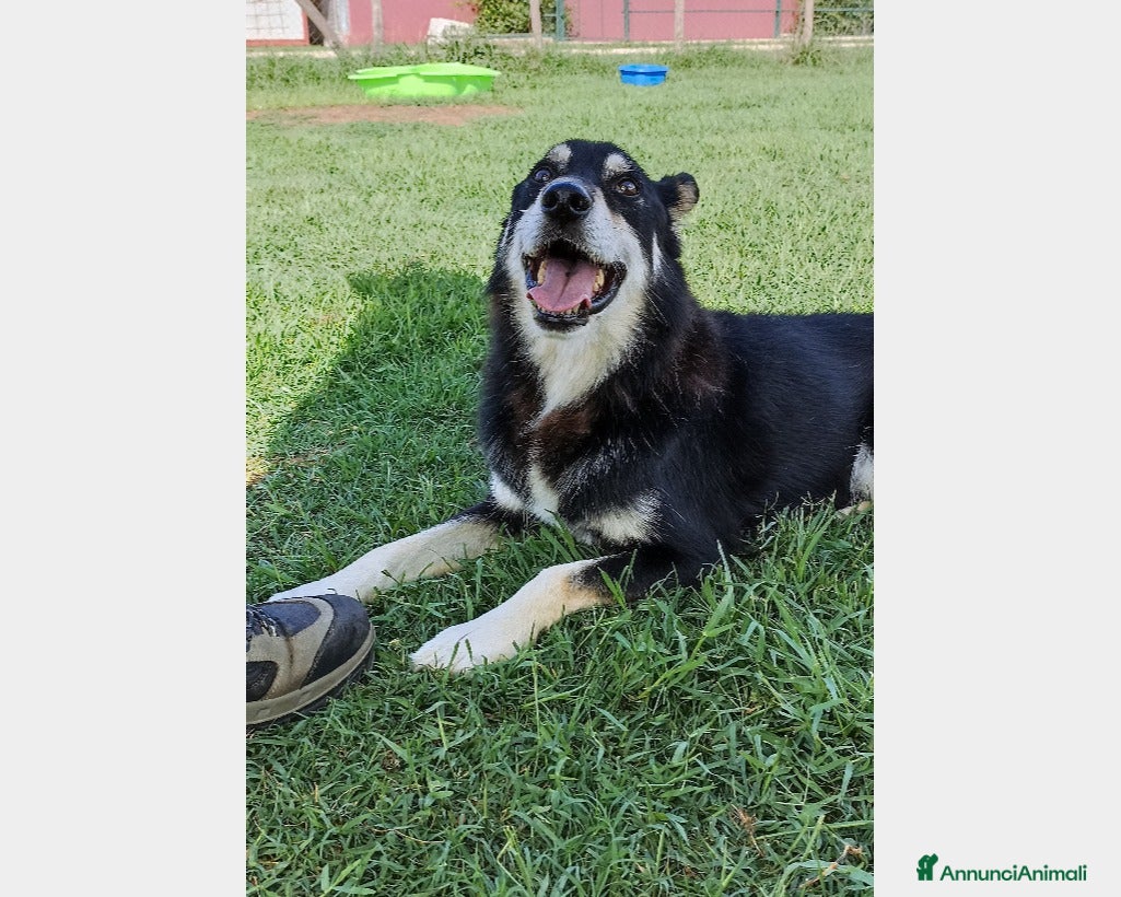 Meticcio cani Old Tom, una casa per lui, non può più aspettare a Latina - Annuncio 17