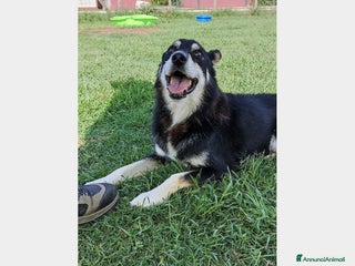 Meticcio cani Old Tom, una casa per lui, non può più aspettare a Latina - Annuncio 9