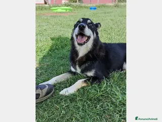 Meticcio cani Old Tom, una casa per lui, non può più aspettare a Latina - Annuncio 10