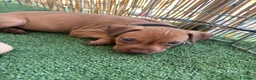 Pitbull cani in vendita: ULTIMI 3MASCHIETTI DI PITBULL UKC CON PEDIGREE - Annuncio 4