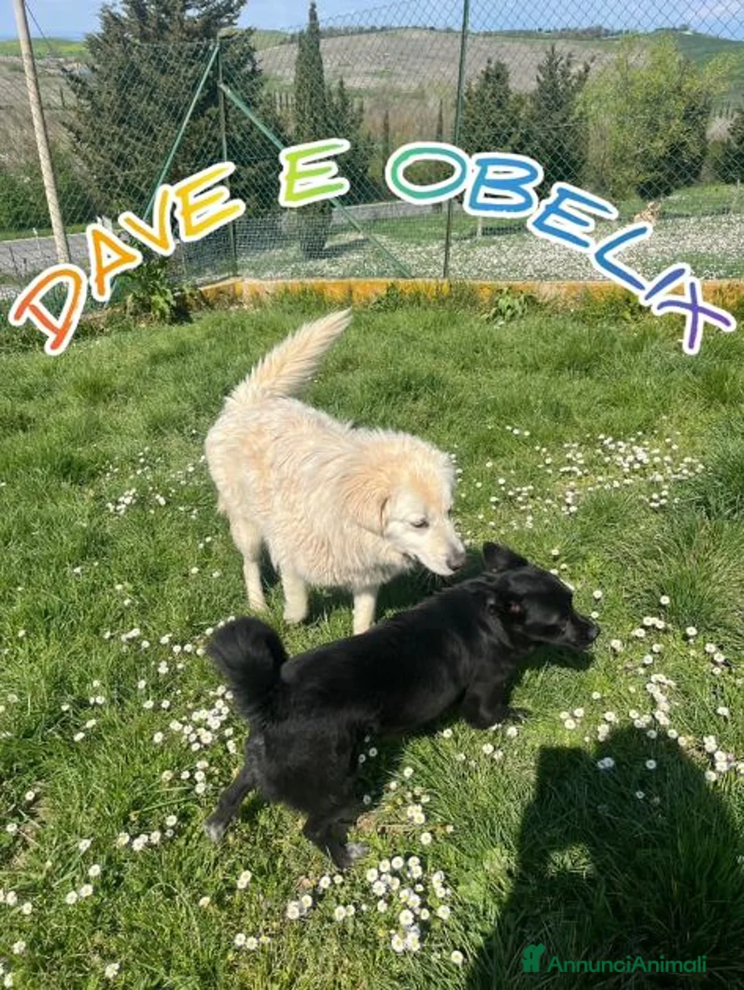 Meticcio cani in regalo: DAVE mite e buono - Annuncio 4