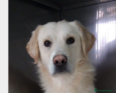 Labrador cani THOR, giovane simil labrador cerca famiglia a Roma - Annuncio 10