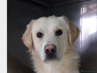 Labrador cani THOR, giovane simil labrador cerca famiglia a Roma - Annuncio 25