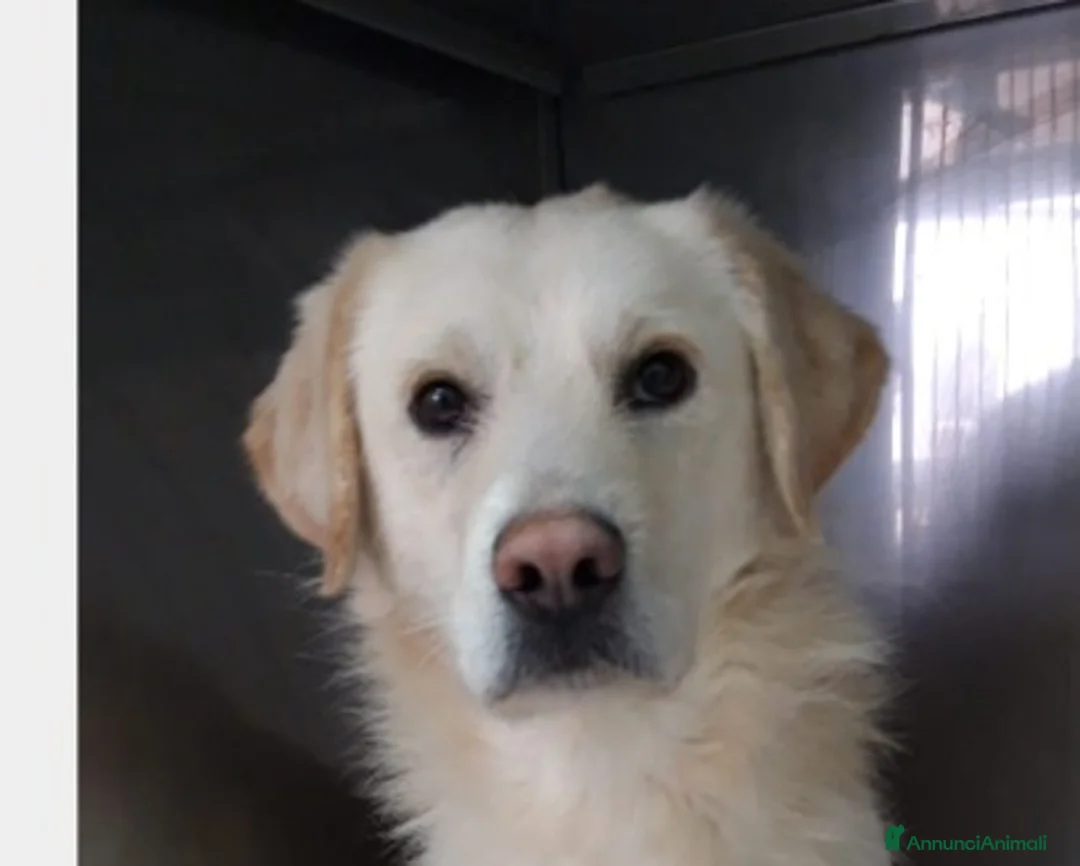 Labrador cani in regalo: THOR, giovane simil labrador cerca famiglia a Roma - Annuncio 1