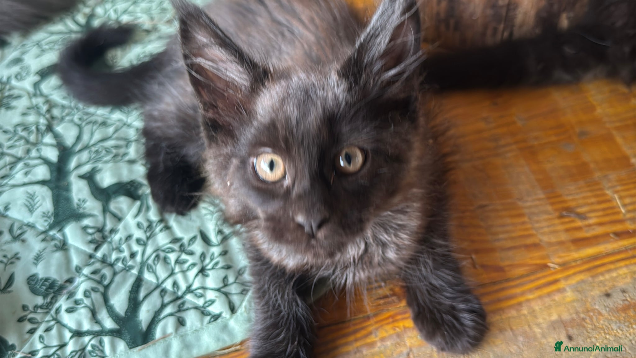 Maine Coon gatti in vendita: Cuccioli di maine coon manto black smoke - Annuncio 3