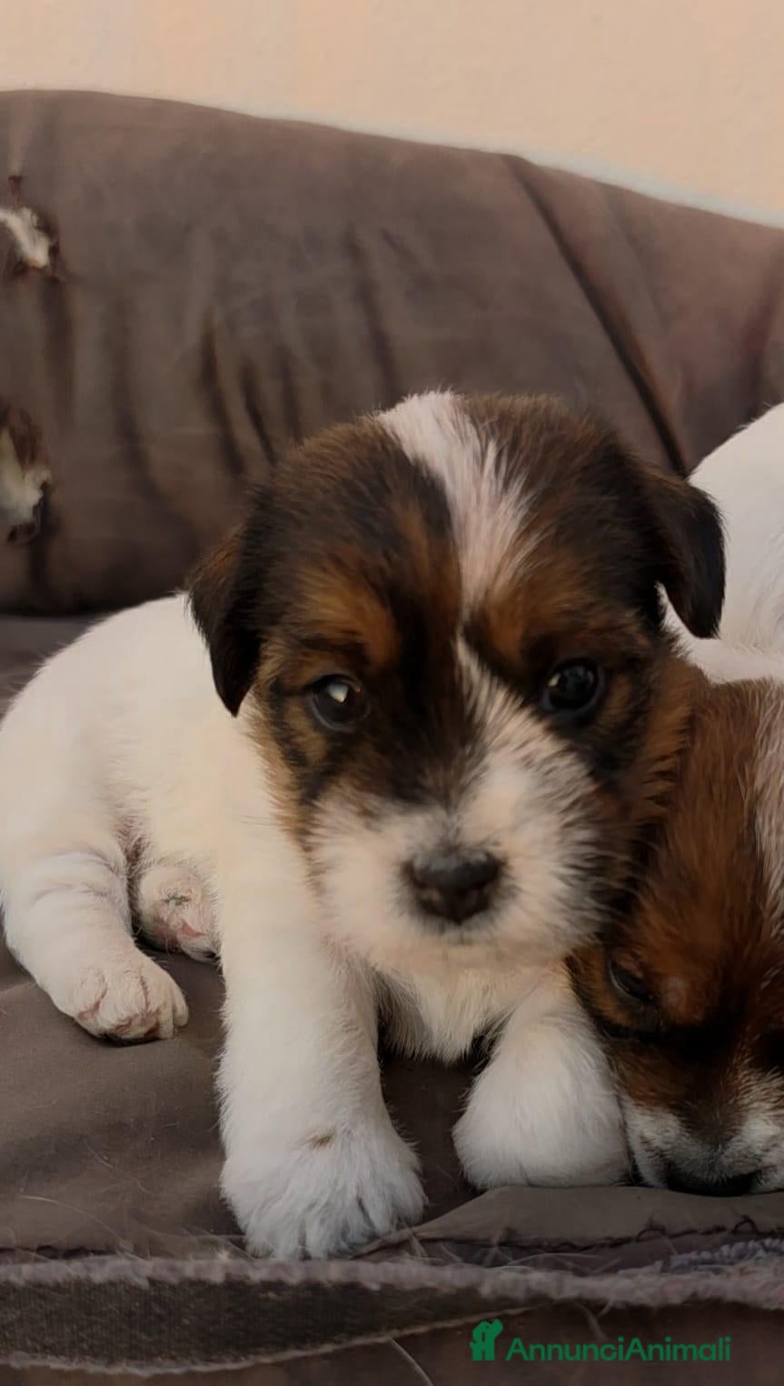Jack Russell cani Cuccioli Jack Russell broken/ruvidi con pedigree - Annuncio 1