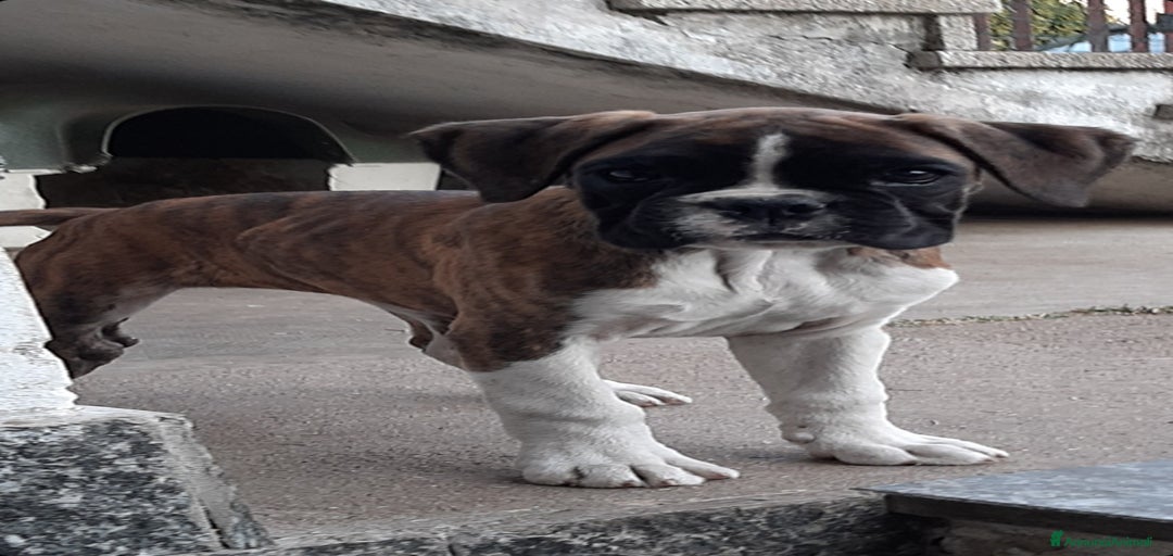 Immagine della galleria {{count}}