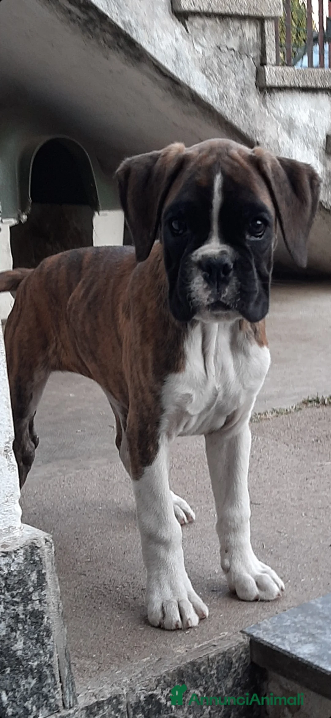 Immagine della galleria {{count}}