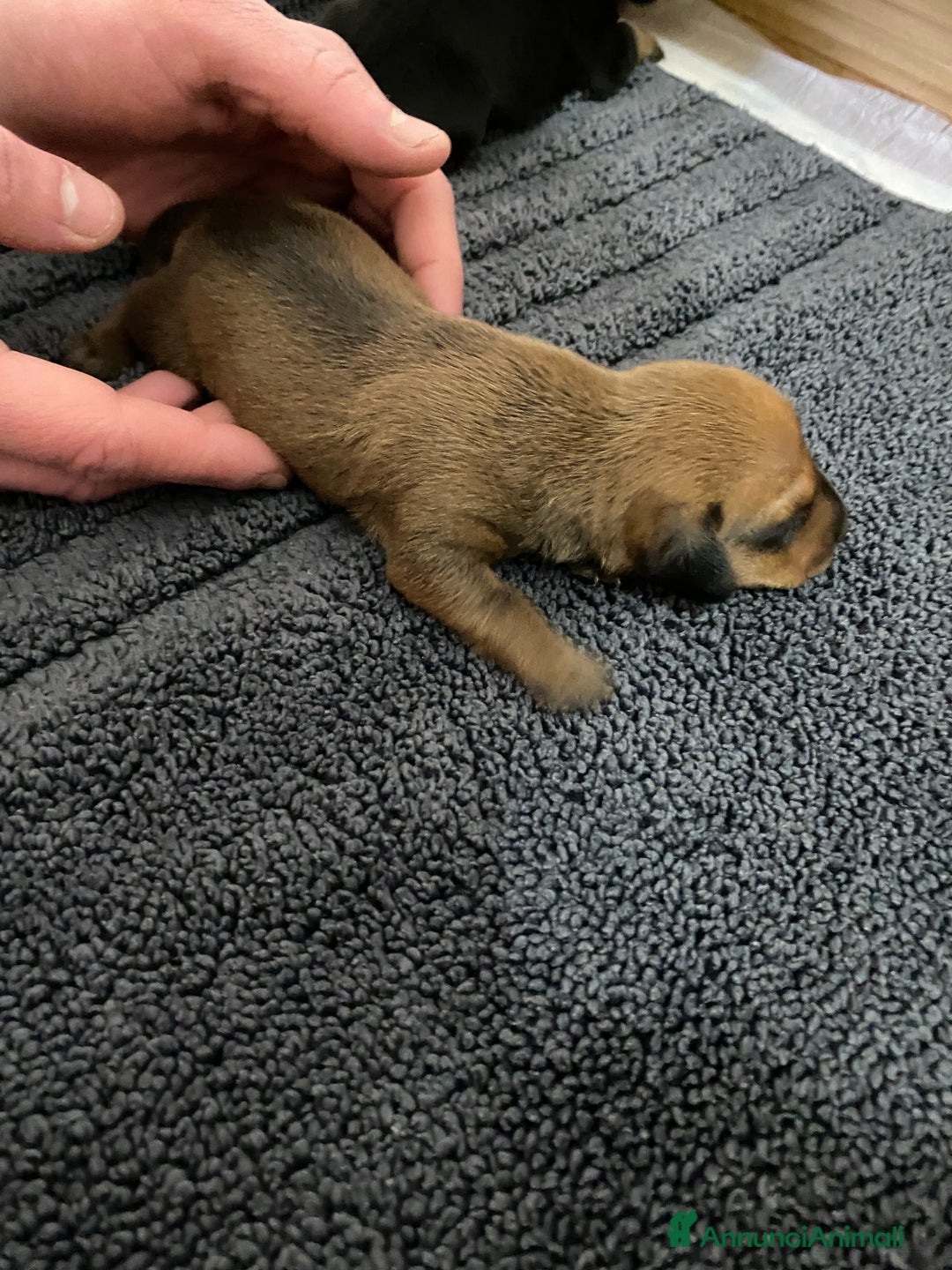 Bassotto cani in vendita: Bassotto - Annuncio 9