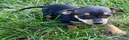Pinscher Miniatura cani in vendita: Bellissimi e dolcissimi cuccioli di pincher nano a Provincia di Benevento - Annuncio 4
