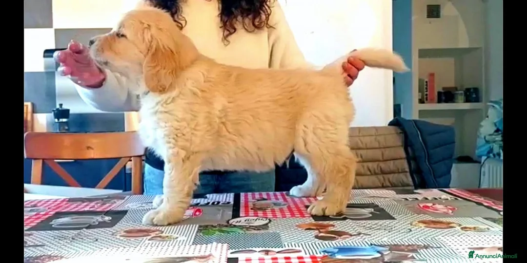 Immagine della galleria {{count}}